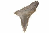 Bargain, Fossil Ginsu Shark (Cretoxyrhina) Tooth - Kansas #219162-1